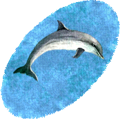Dolphin Rug East