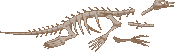 Plesiosaurus Bones