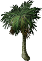 FruitTree(DatePalm).png